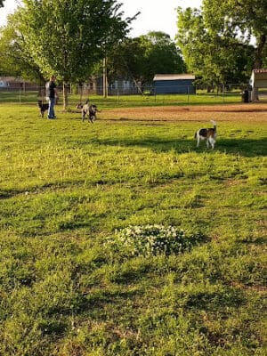 Stillwaggin' Dog Park