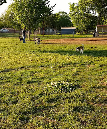 Stillwaggin' Dog Park