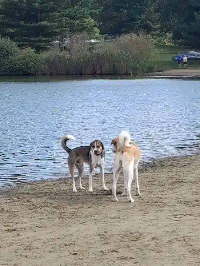 Bow Wow Beach - Stow, OH