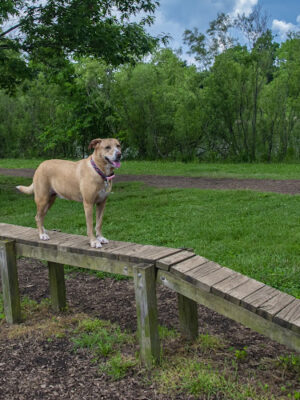 Bow Wow Beach