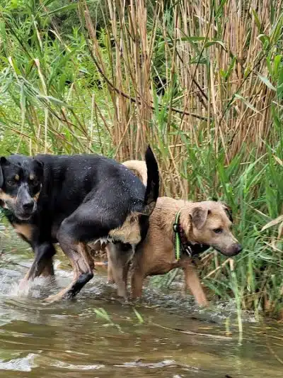 Bow Wow Beach - Stow, OH