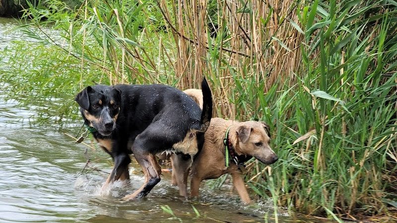 Bow Wow Beach - Stow, OH