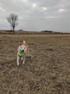 Woof Run Dog Park