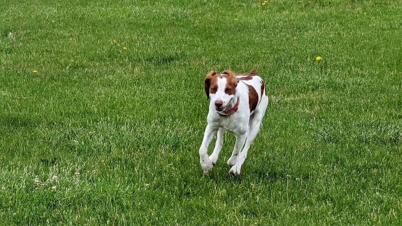 Woof Run Dog Park - Sugar Grove, IL