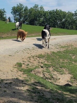 The Farm At Walnut Creek