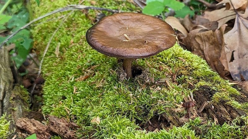 Bill Yeck Park - McGuffey Meadows - Sugarcreek Township, OH