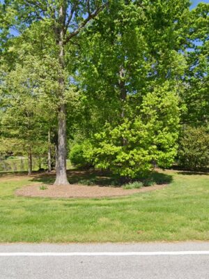 Summerfield Paw Park
