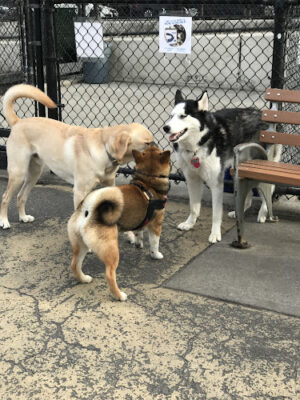 Torsney Dog Run
