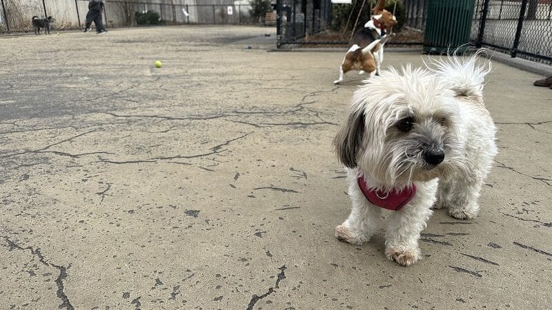 Torsney Dog Run - Sunnyside, NY