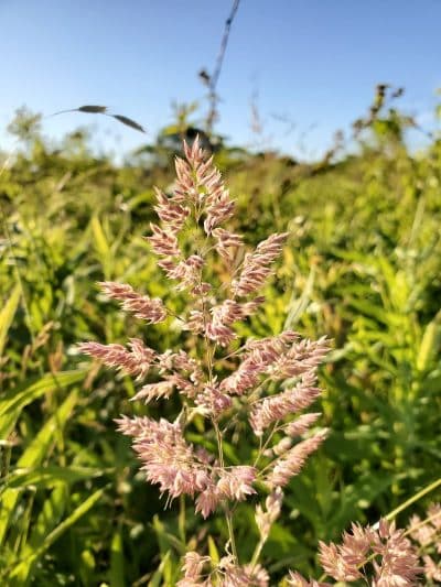 Tallmadge Meadows Area Metropark - Tallmadge, OH