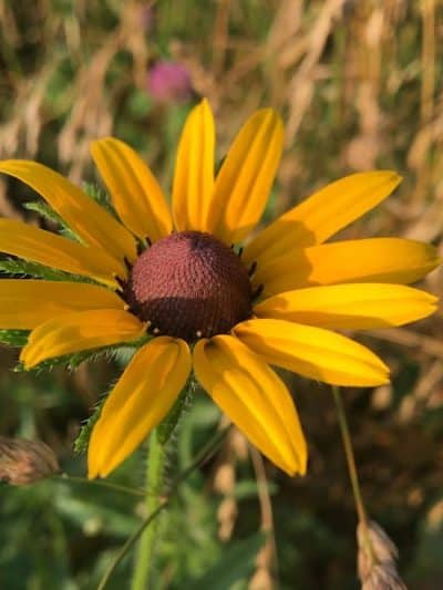 Tallmadge Meadows Area Metropark - Tallmadge, OH