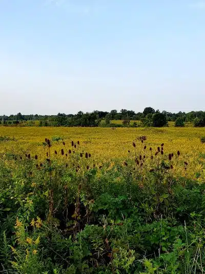 Tallmadge Meadows Park - Tallmadge, OH