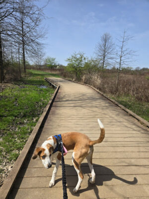 Tallmadge Meadows Park