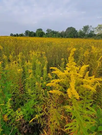 Tallmadge Meadows Park - Tallmadge, OH