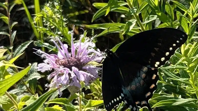 Tallmadge Meadows Park - Tallmadge, OH