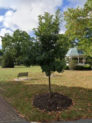 Terrace Park Village Green