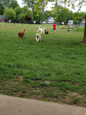 Bark Park