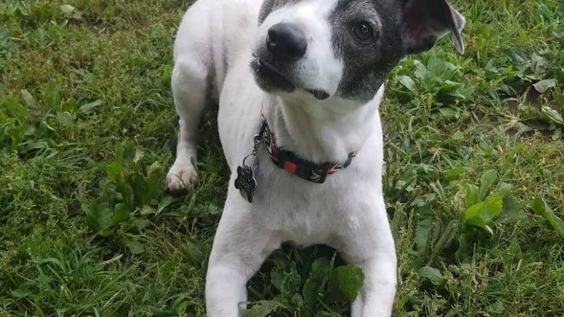 Bark Park - Tiffin, OH