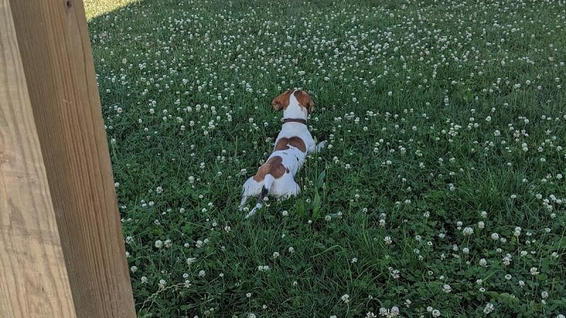 Bark Park - Tiffin, OH