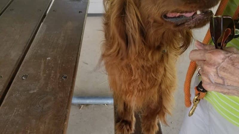 Bark Park - Tiffin, OH