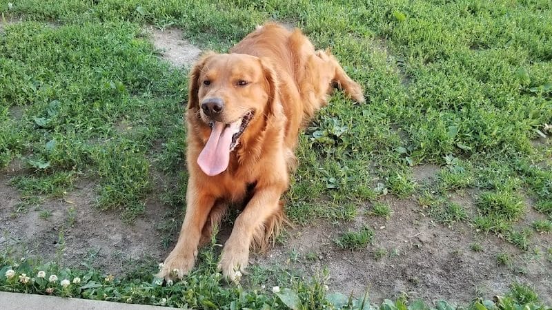Bark Park - Tiffin, OH