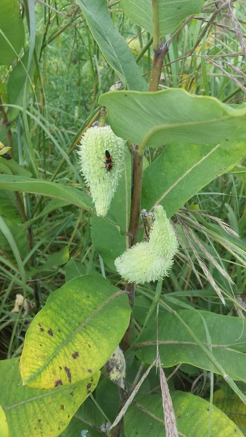 Freeman Prairie - Tipp City, OH