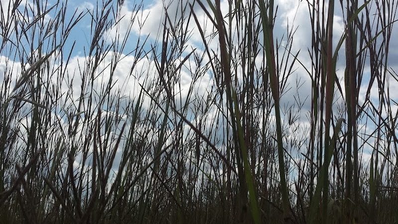 Freeman Prairie - Tipp City, OH