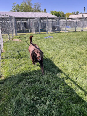 Tipp to Tail Pet Resort and Spa