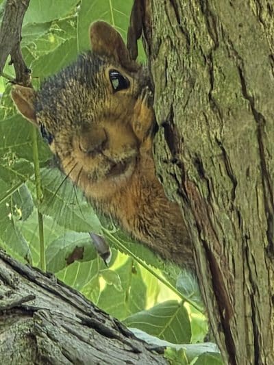Close Park - Toledo, OH