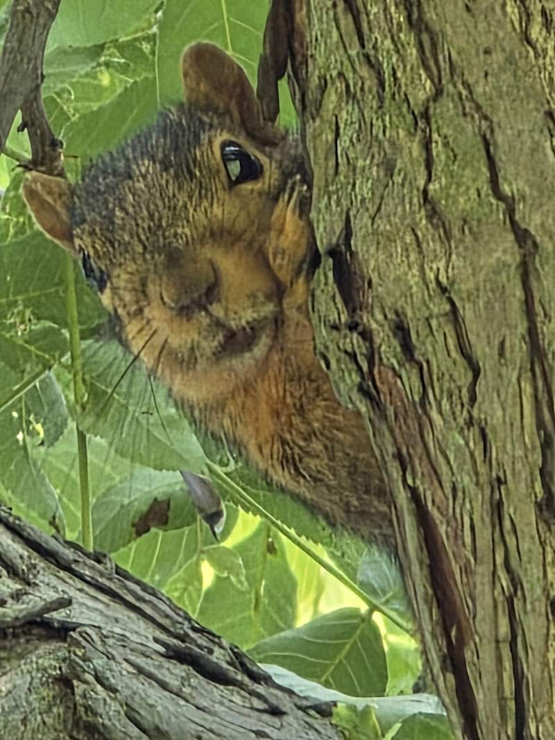 Close Park - Toledo, OH