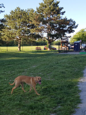 Glass City Dog Park (Membership Required)