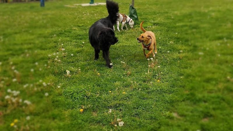 Glass City Dog Park (Membership Required) - Toledo, OH