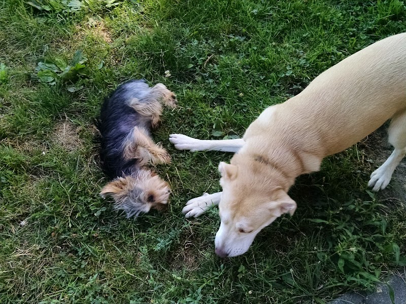 Glass City Dog Park (Membership Required) - Toledo, OH