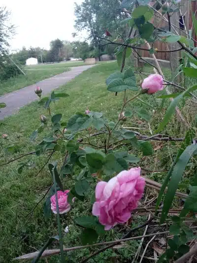 Lincoln Green Park - Toledo, OH