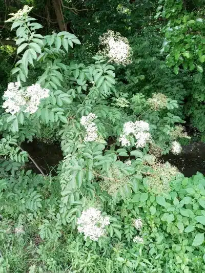 Lincoln Green Park - Toledo, OH