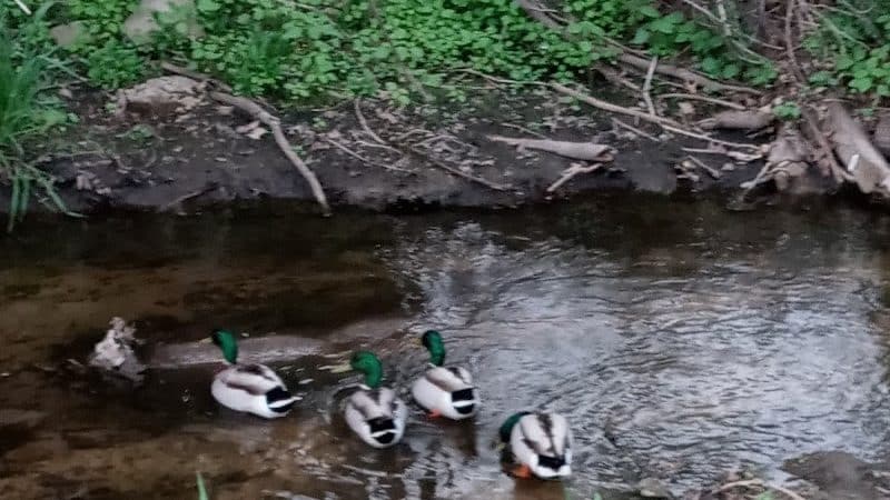 Lincoln Green Park - Toledo, OH
