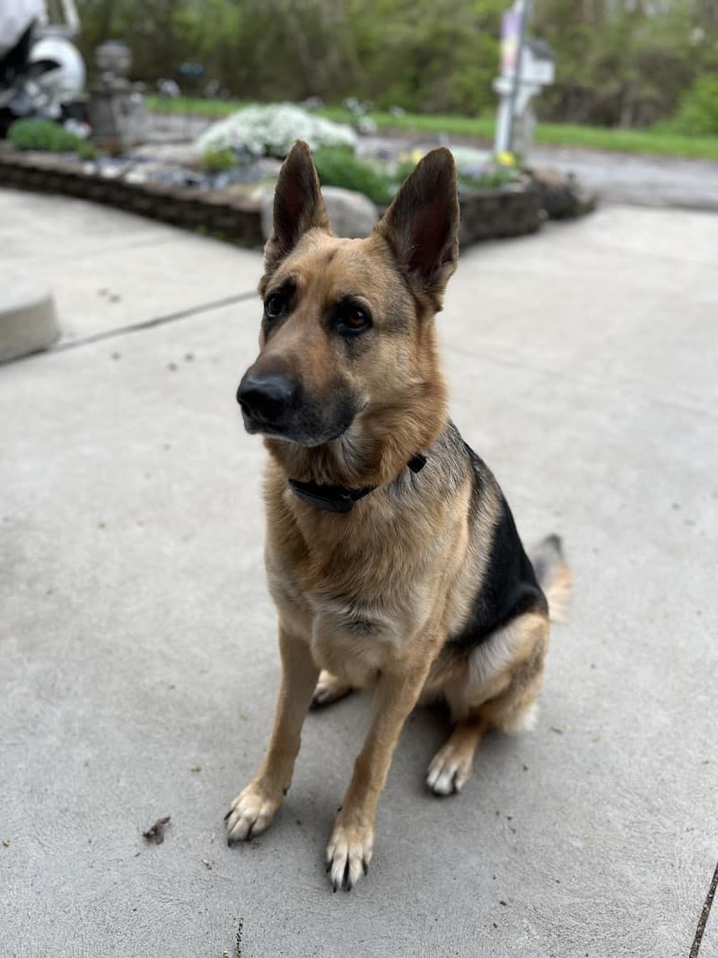 Middlegrounds Dog Park - Toledo, OH