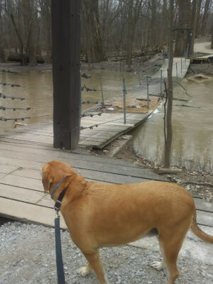 Swan Creek Preserve Metropark