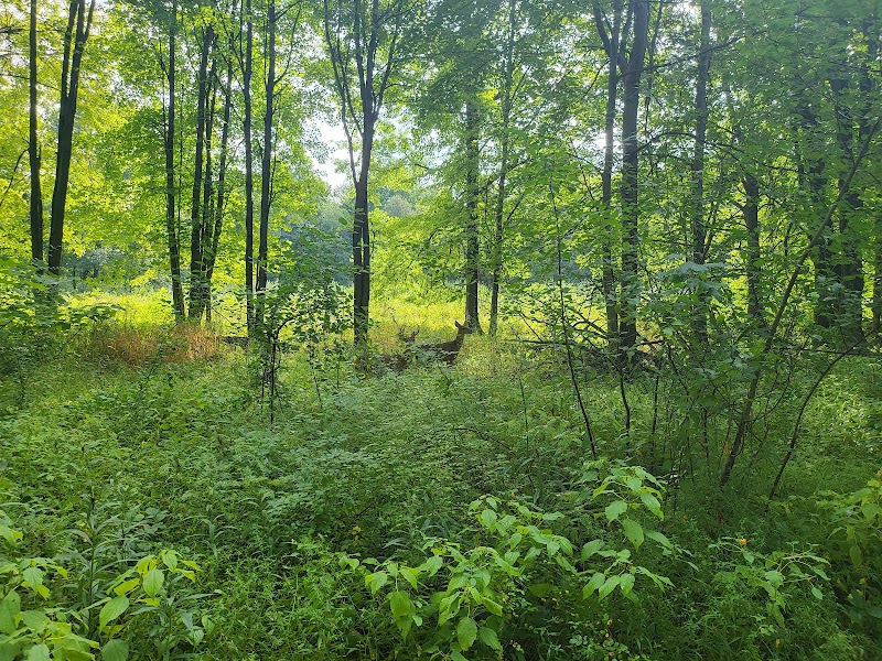 Wildwood Preserve Metropark - Toledo, OH