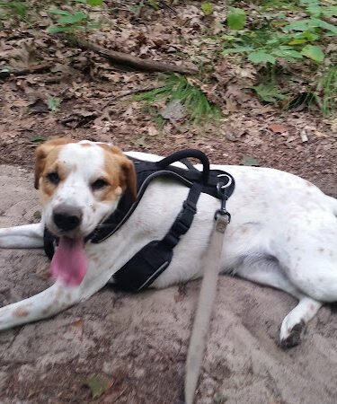 Wildwood Preserve Metropark