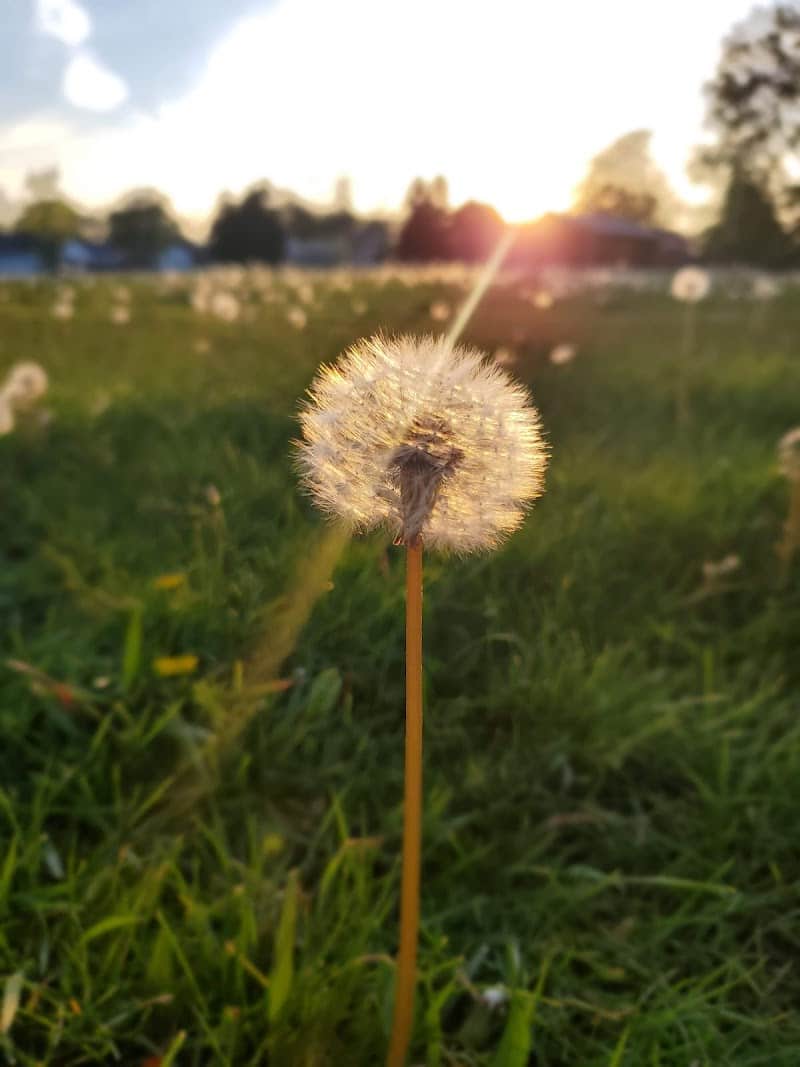Woodsdale Park - Toledo, OH