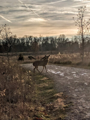 Hobart Urban Nature Preserve