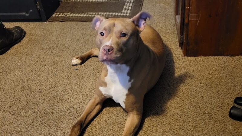 Miami County Animal Shelter - Troy, OH