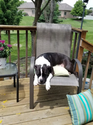 Miami County Animal Shelter