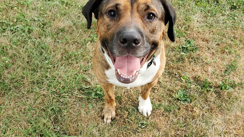 Miami County Animal Shelter - Troy, OH