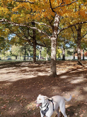 Troy Park Shelter Reservations