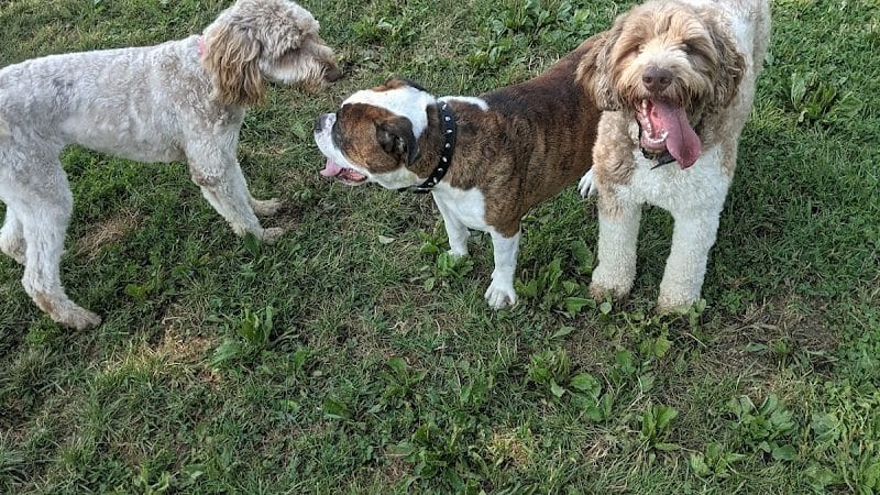 Twinsburg Dog Park - Twinsburg, OH