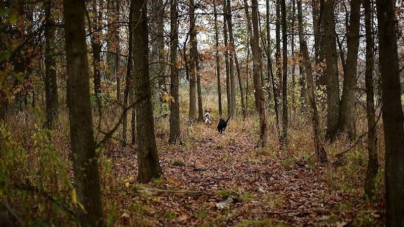 Bullseye Pheasant Preserve - Uhrichsville, OH