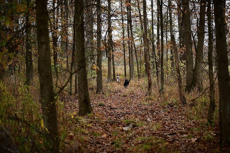 Bullseye Pheasant Preserve - Uhrichsville, OH