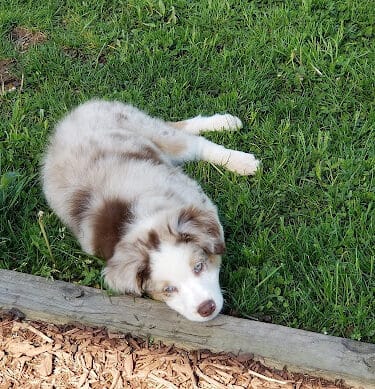 Dog Park - Uniontown, PA